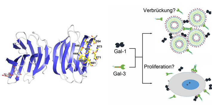 gal1fkt